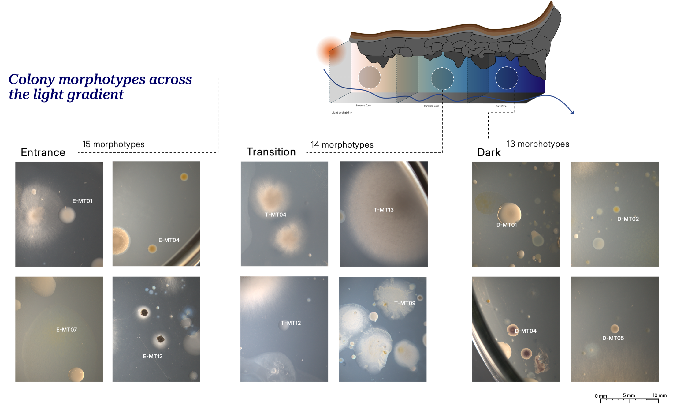 Figure showing morphotypes distributed across the cave light gradient.