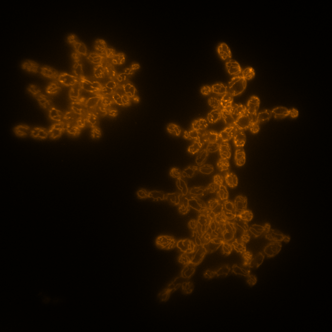 Fluorescence microscopy image showing mitochondrial staining on a dark background.